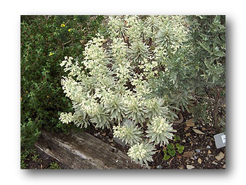 euphorbia characias