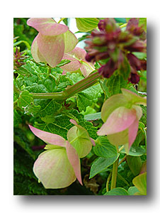 Origanum rotondifolium kent beauty'