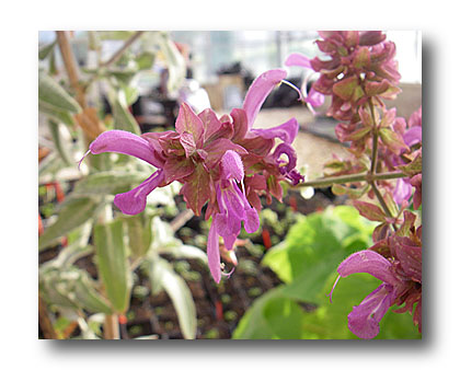 salvia canariensis