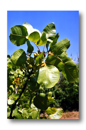 feuille de pistachier