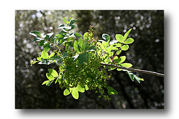 pistachier terebinthe cliché e.arbez