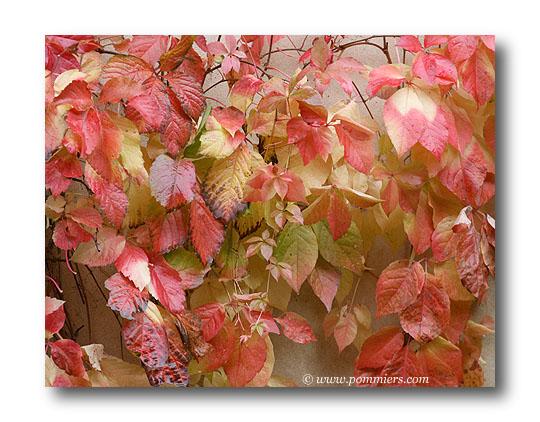 Parthenocissus quinquefolia