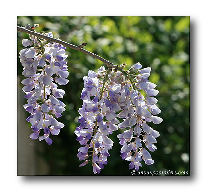 glycine