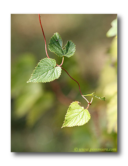 Houblon