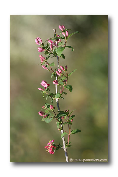 Lonicera tatarica hack's red