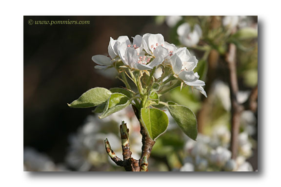 Fleurs du poirier Duchesse d'Angoulême