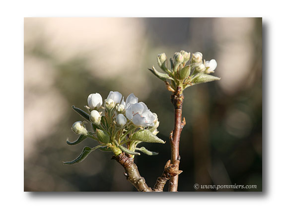 Fleurs du poirier Duchesse d'Angoulême