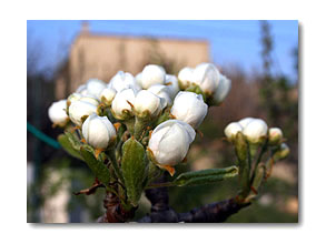 fleur de poirier