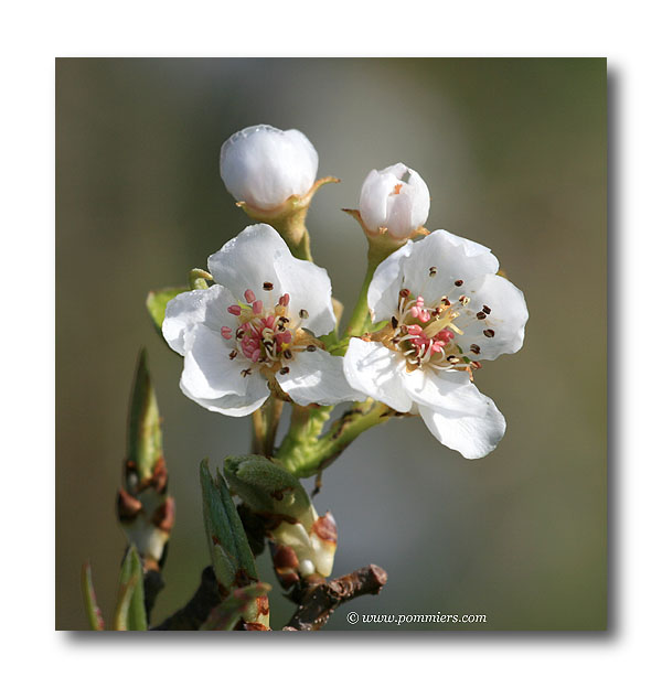 Fleurs du poirier Général Leclerc