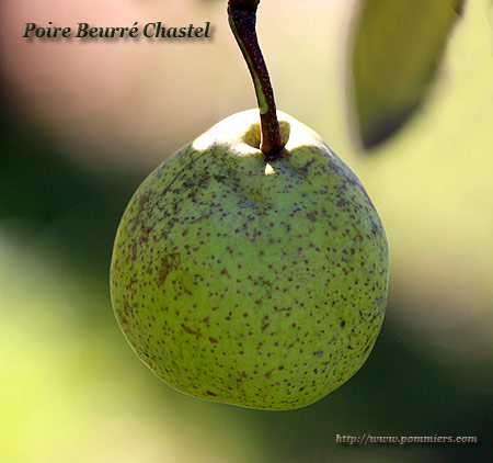 Poire Beurré Chastel