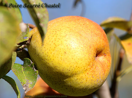 Poire Beurré Chastel