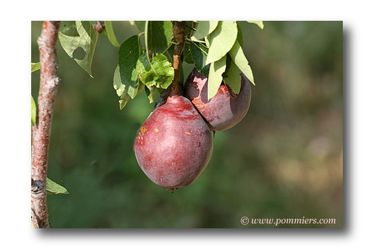 poire clapp's favourite