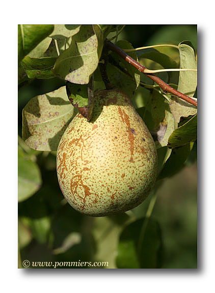 poire comtesse de paris