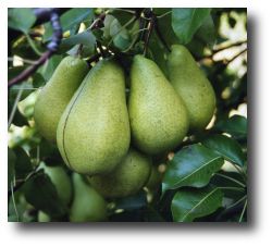 Variété de poirier curé