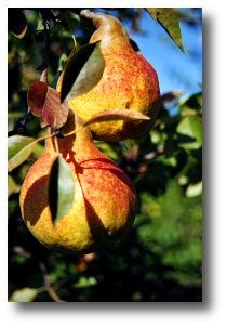 poire dubreuil pere