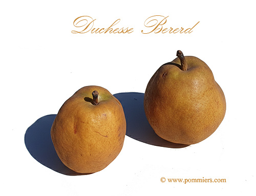Poire Duchesse Bererd