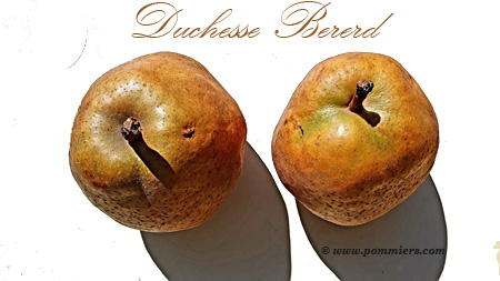 Poirier Duchesse Bererd