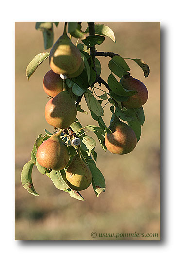 poire louise bonne