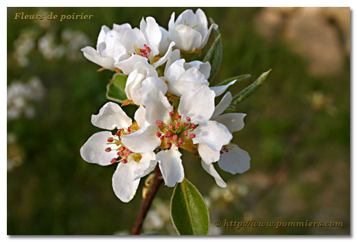 Fleur de poirier