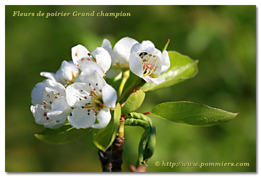 Fleurs du poirier Grand champion