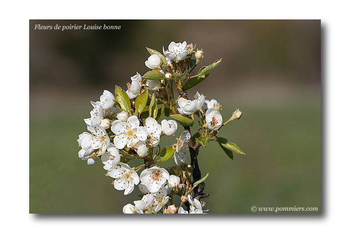 Fleurs du poirier Louise bonne