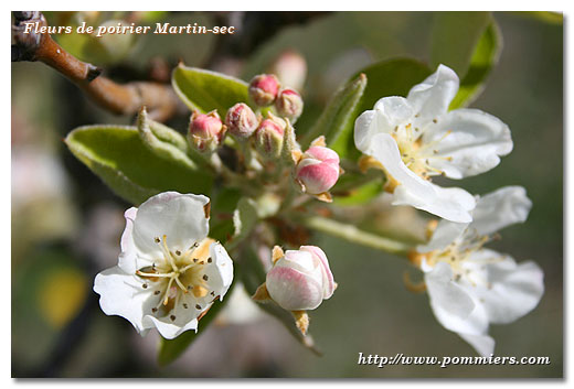 Fleurs du poirier Martin sec