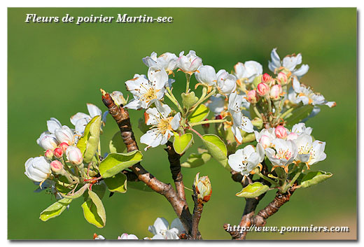 Fleurs du poirier Martin sec
