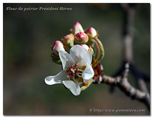 Fleurs du poirier Président Héron