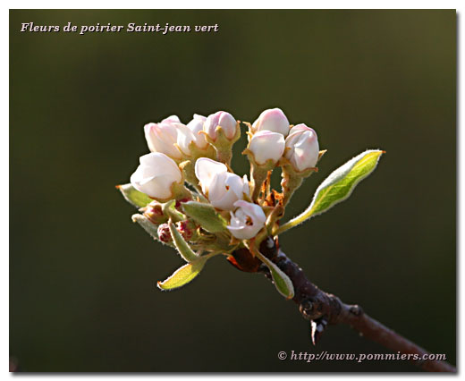 Fleurs du poirier Saint Jean vert