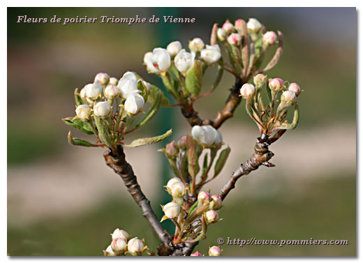 Fleurs du poirier Triomphe de Vienne