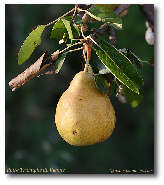 poire triomphe de vienne