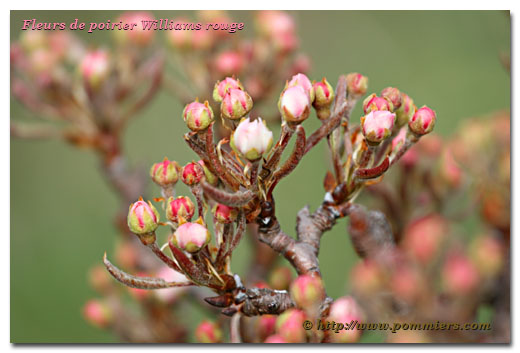 Fleurs du poirier Williams rouge