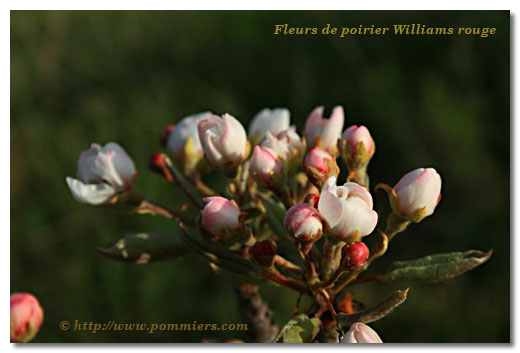 Fleurs du poirier Williams rouge