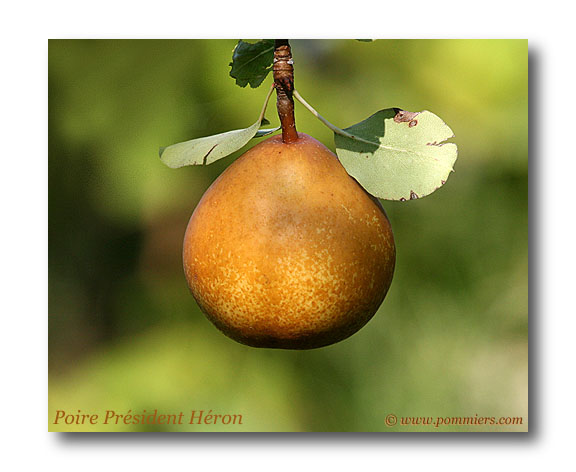 poire president heron