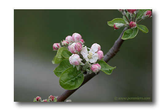 api rose fleur