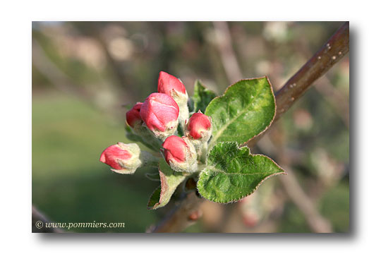 bouton de fleur de pommier court pendu