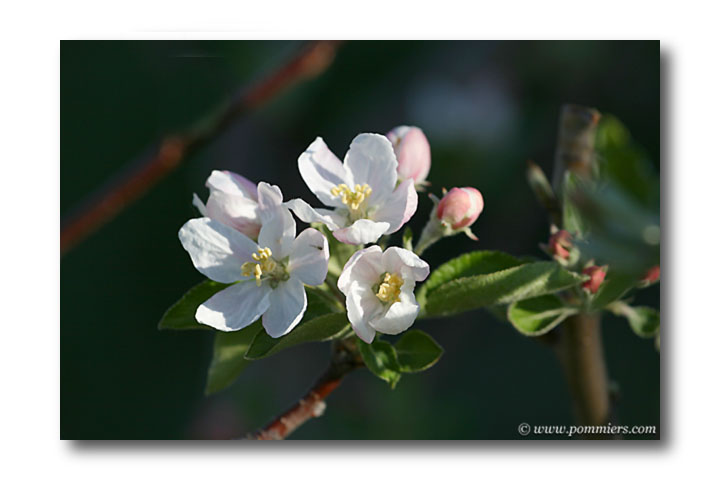 fleur du pommier  Api étoilé