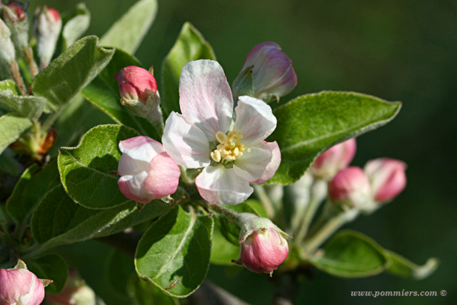 fleur du pommier  Api rose