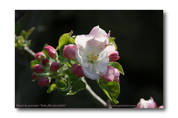 Fleur pommier belle fille de salins