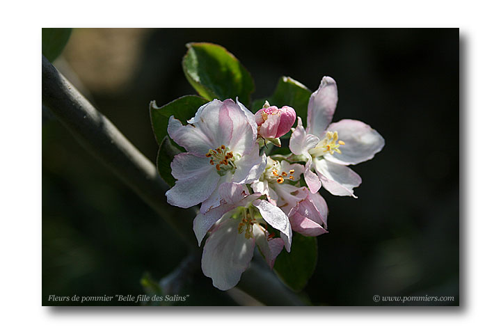 Fleur de pommier