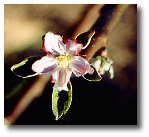 Fleurs du pommier Calville blanc