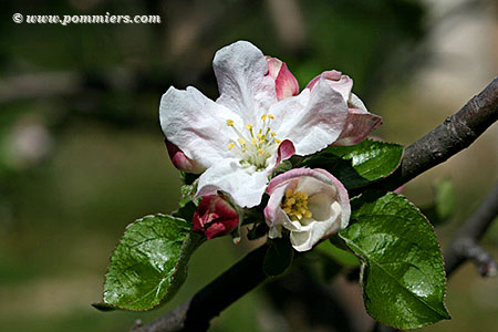 fleur du pommier Chataignier