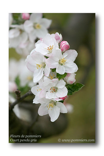 Fleurs de pommier court pendu gris