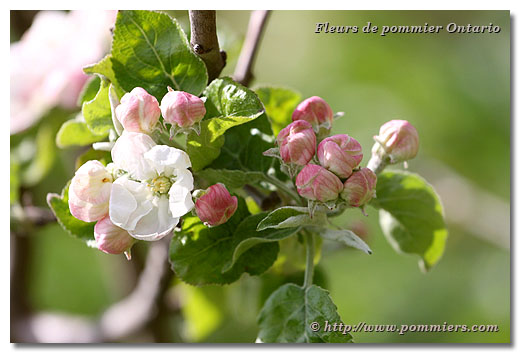 Fleurs du pommier Ontario