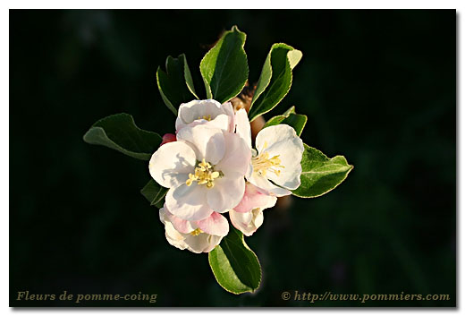 Fleurs du pommier pomme coing