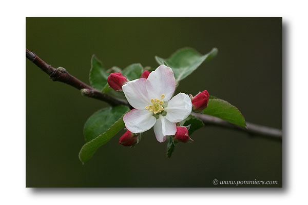 fleur pommier Rambour d'été