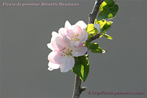 fleurs du pommier Reinette Baumann