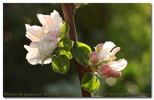 Fleurs du pommier Saint Nicolas