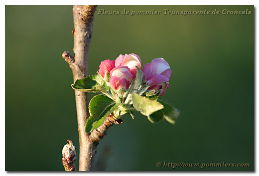 Fleurs du pommier Transparente de Croncels