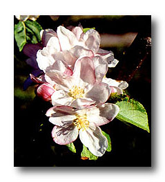 fleurs du pommier reine des reinettes